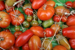 Hurrah! Ripening tomatoes and chillies - Click to make an enquiry