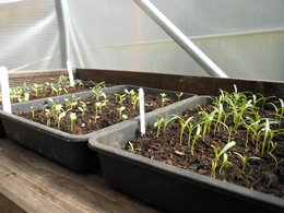 Outside and Inside Planting and a New Baby! - Click to make an enquiry
