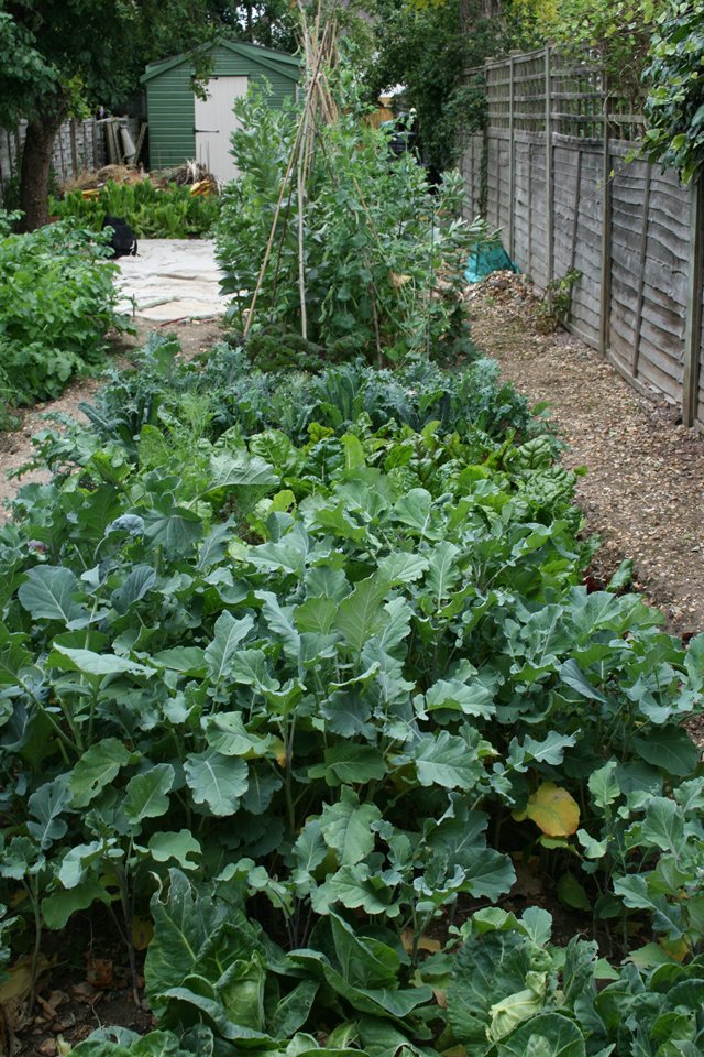 Large kitchen garden - Click to make an enquiry