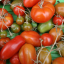 Hurrah! Ripening tomatoes and chillies