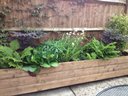 Shade, foliage border planting